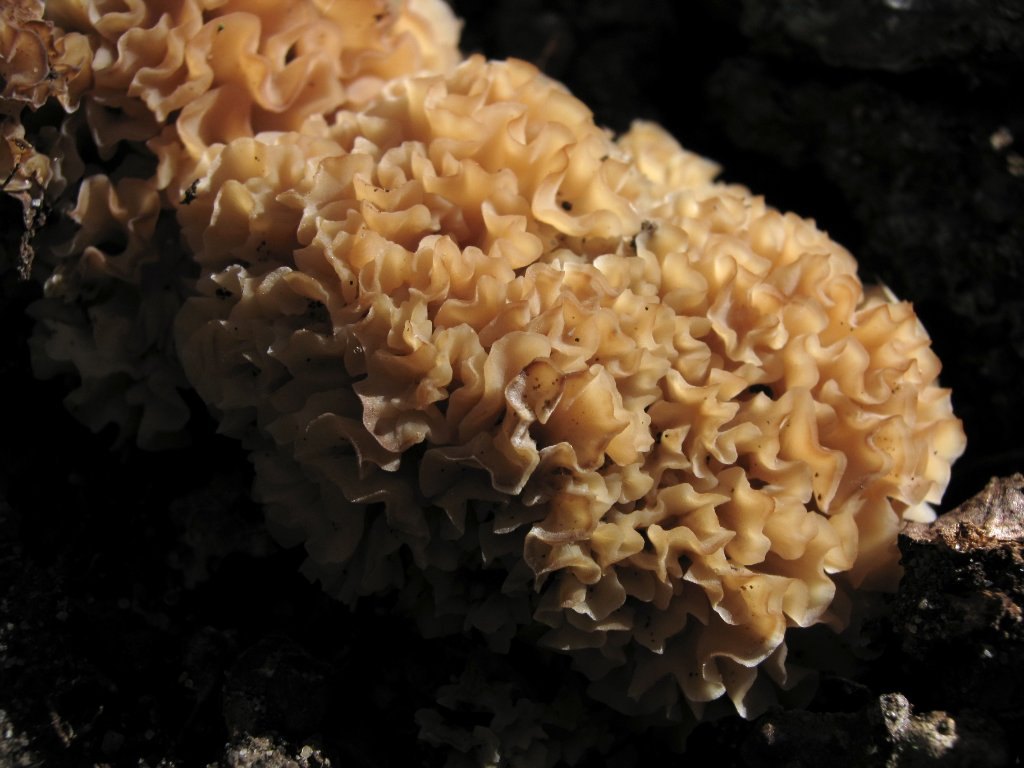 Sparassis