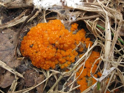 Byssonectria aggregata