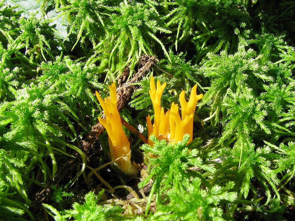 Calocera viscosa – Калоцера клейкая