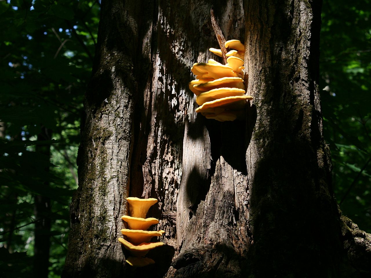 Laetiporus sulphureus