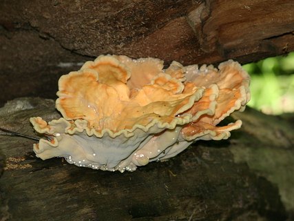 Laetiporus sulphureus