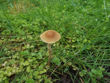 Agrocybe arvalis