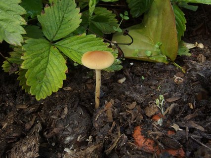 Agrocybe arvalis