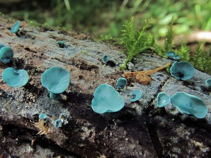 Chlorociboria aeruginosa