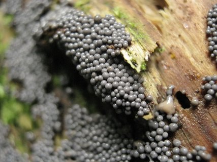Diderma umbilicatum