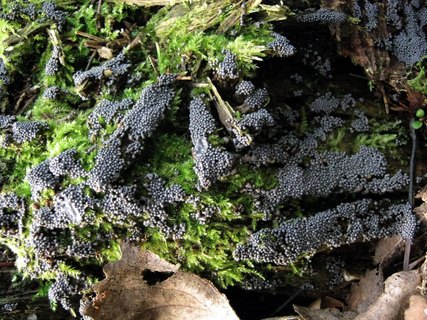 Diderma umbilicatum