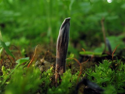 Geoglossum fallax