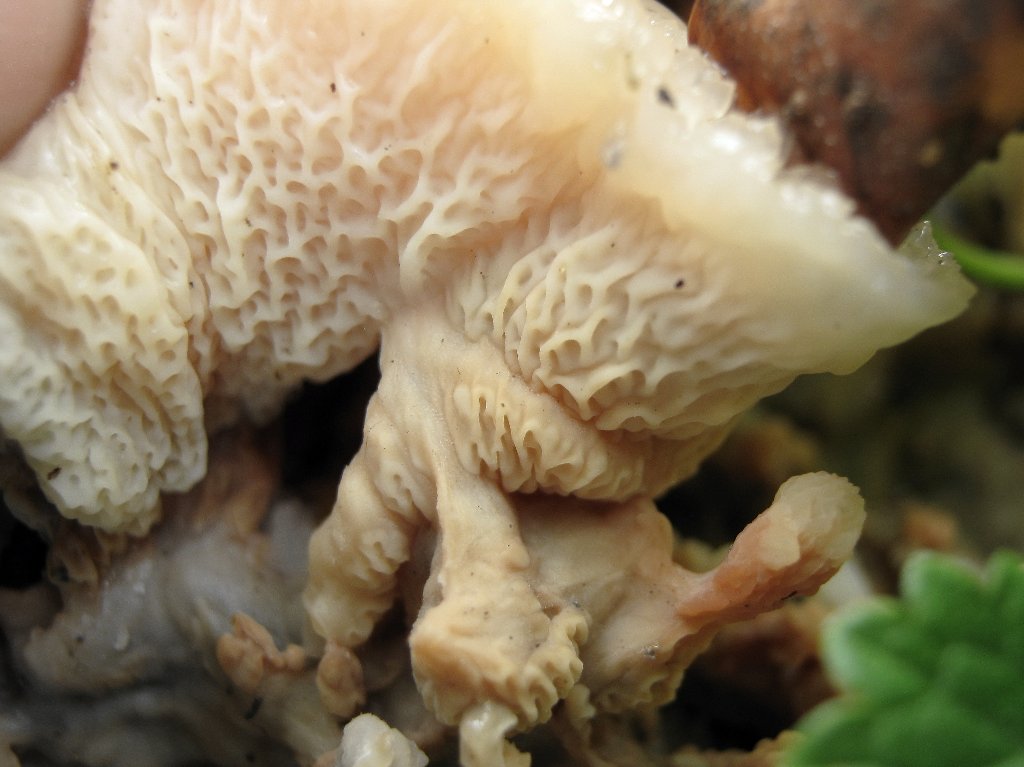 Merulius tremellosus