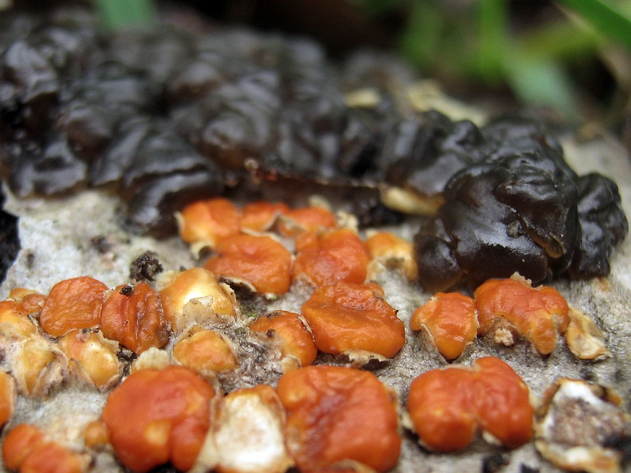 Peniophora rufa