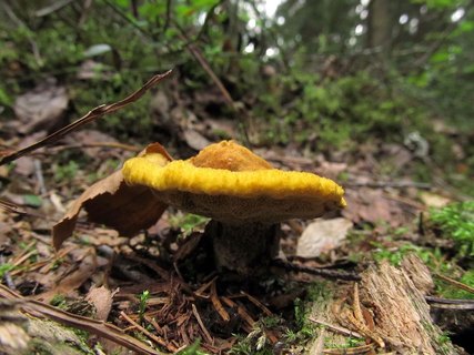 Phaeolus schweinitzii