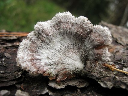 Schizophyllum commune