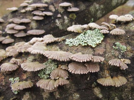 Schizophyllum commune