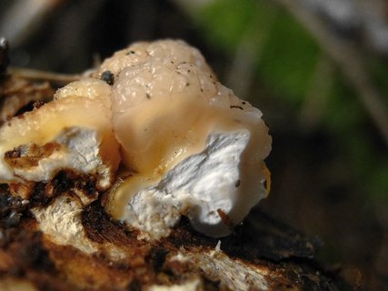 Tremella encephala