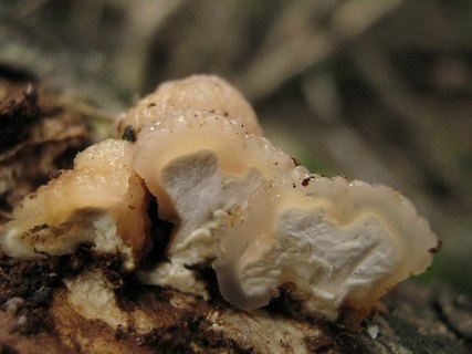 Tremella encephala