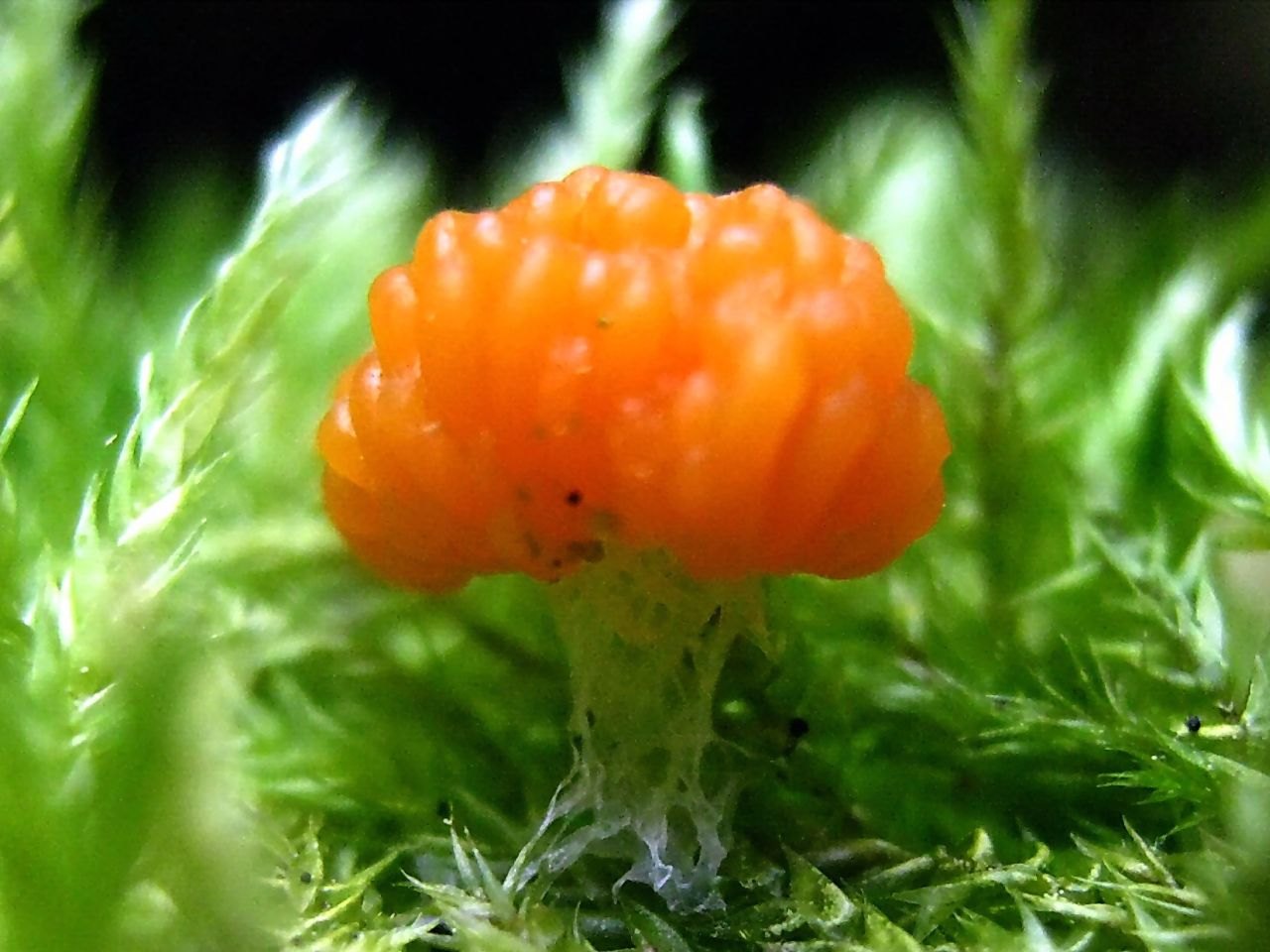 Tubifera