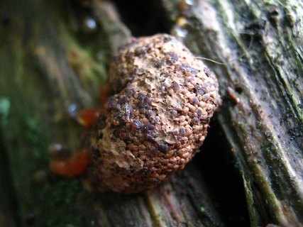 Tubifera ferruginosa