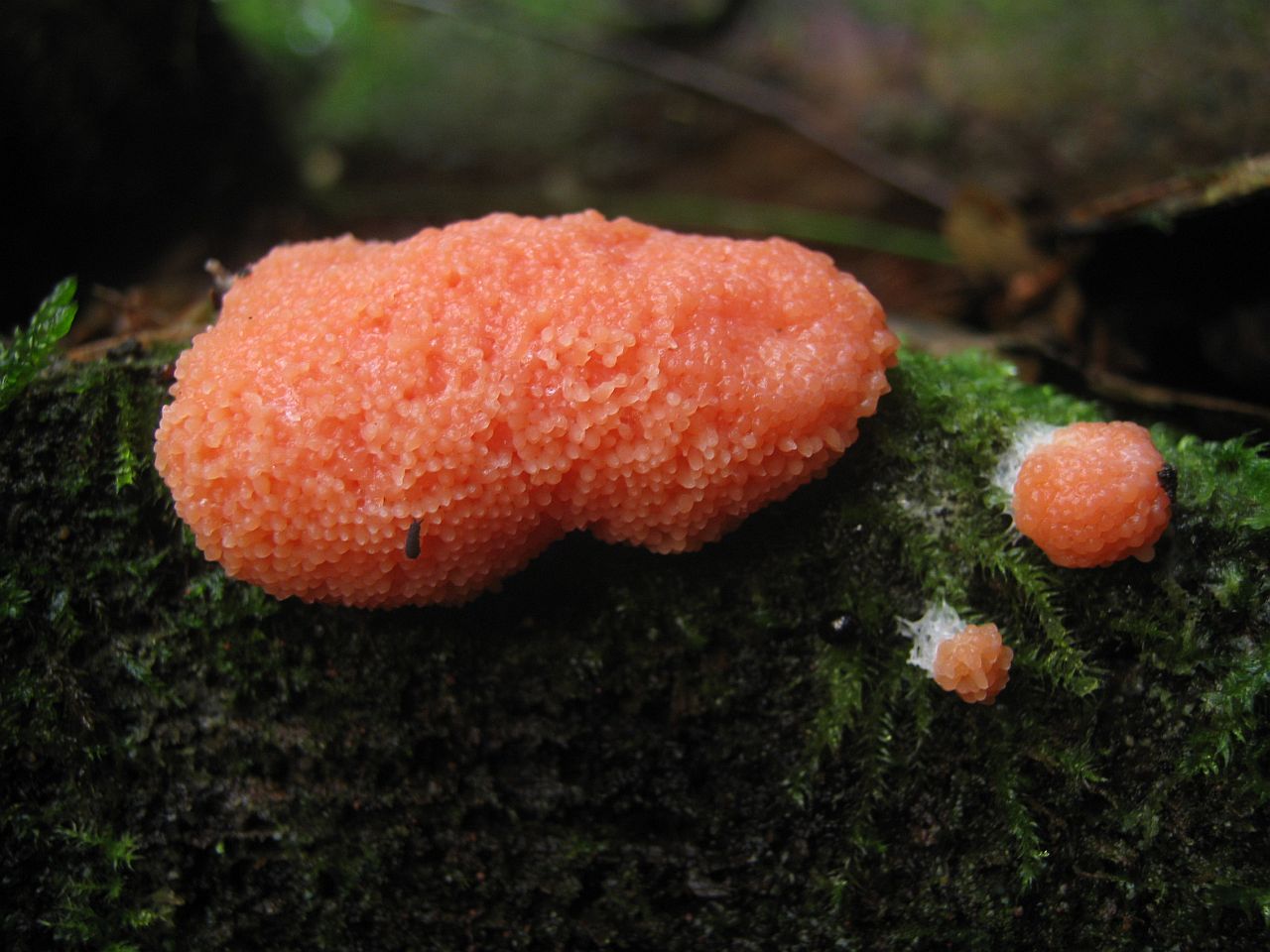 Tubifera ferruginosa