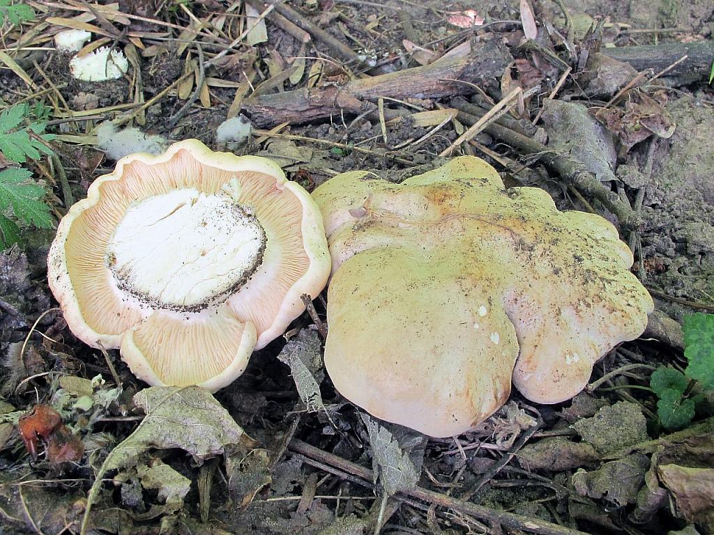 Calocybe gambosa