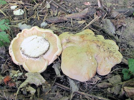 Calocybe gambosa