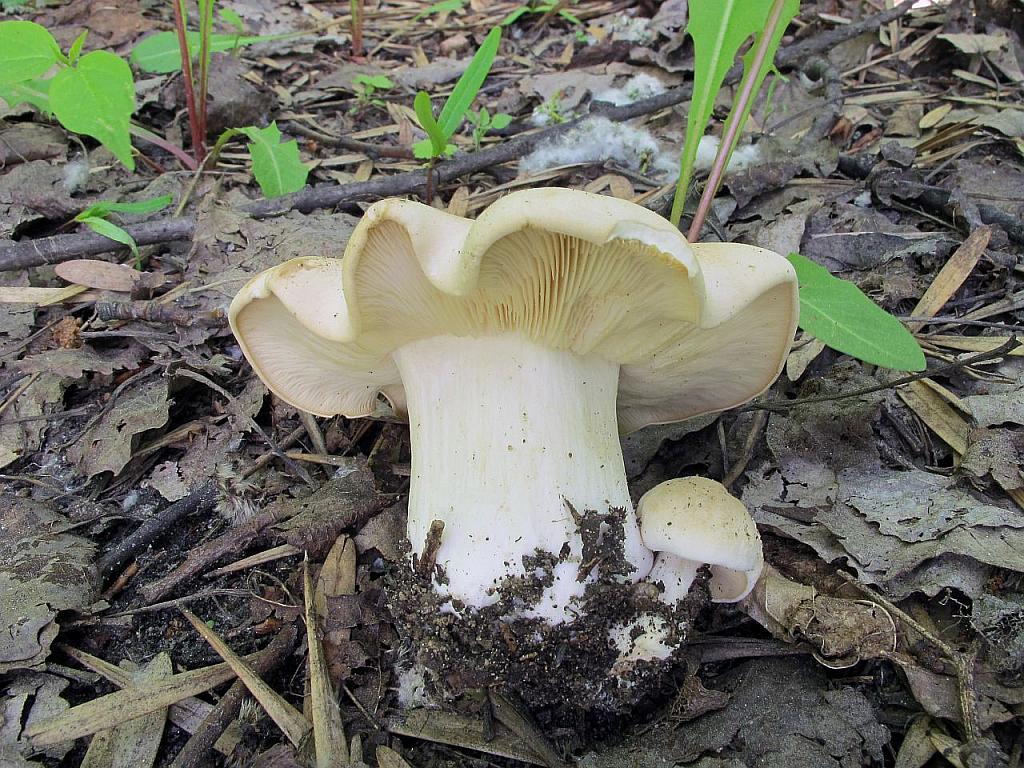 Calocybe gambosa