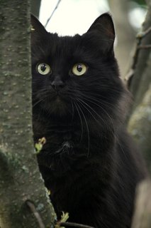 2014/12 Ваши кошки 2 место
