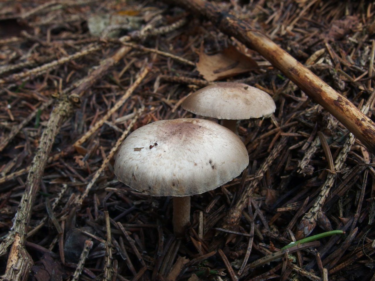 Agaricus semotus