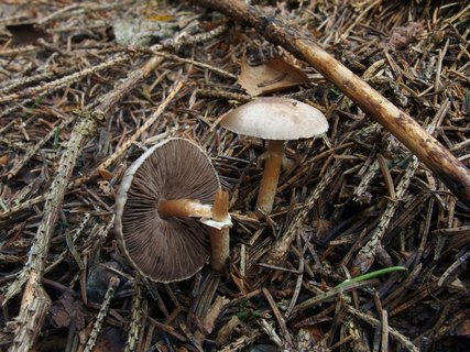 Agaricus semotus