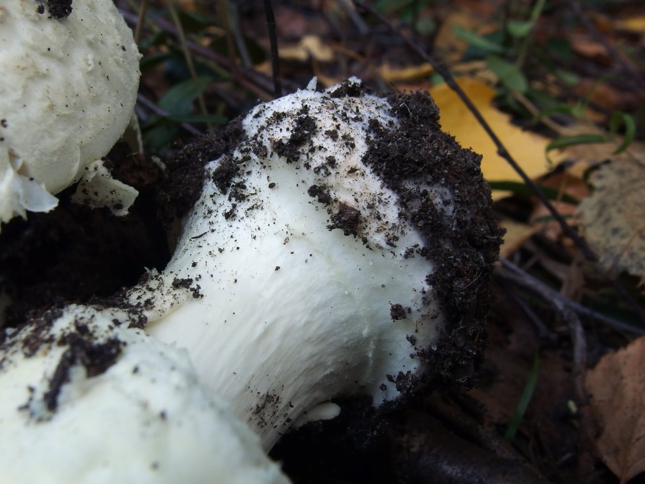 Amanita citrina