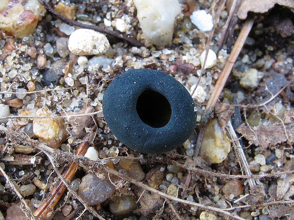 Caloscypha fulgens