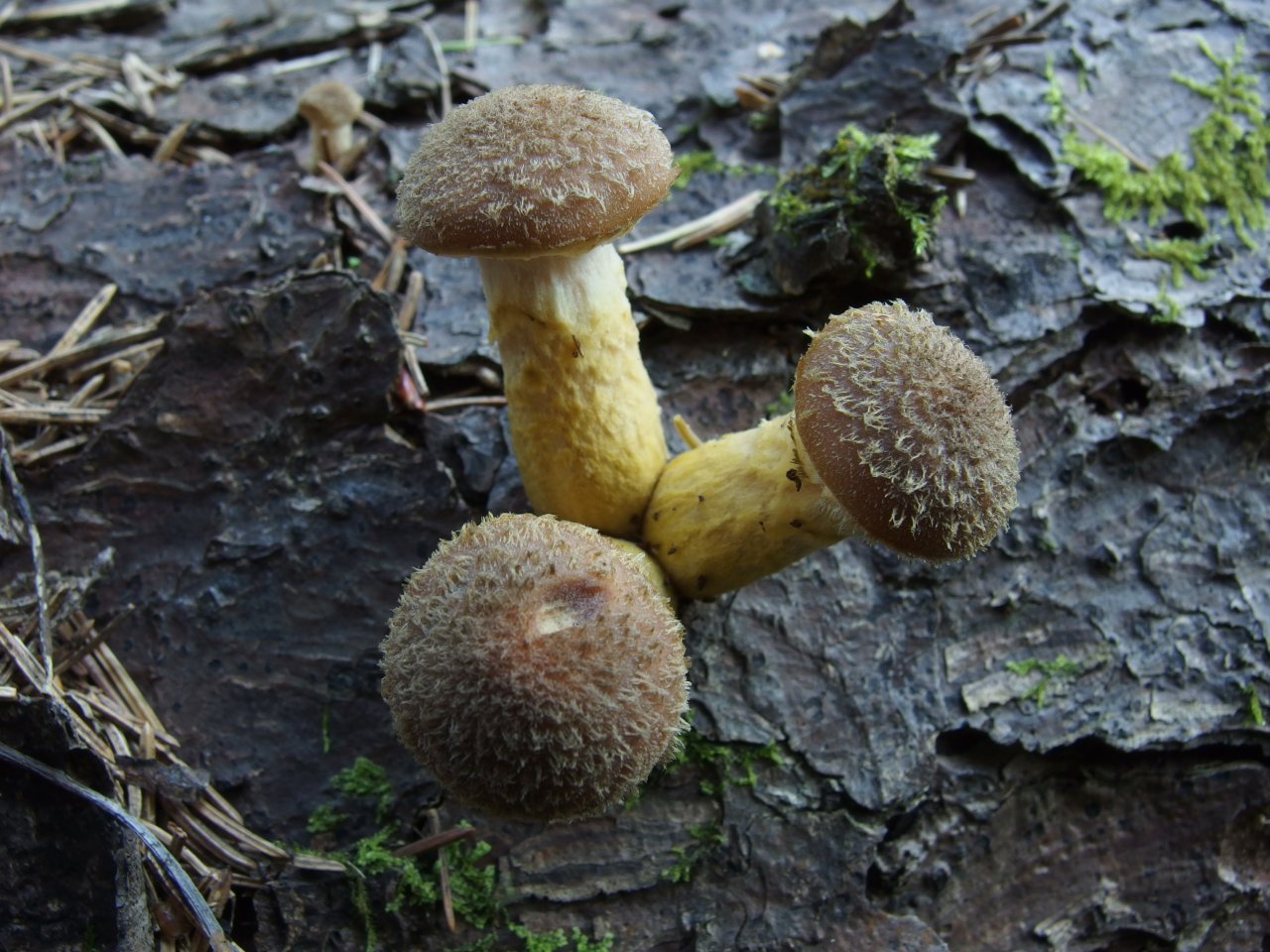 Armillaria ostoyae