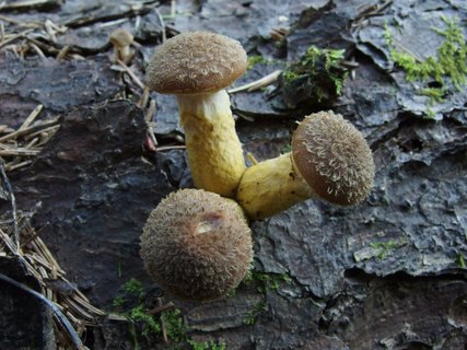 Armillaria ostoyae