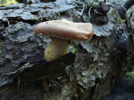 Armillaria ostoyae