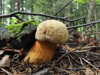 Boletus luridus