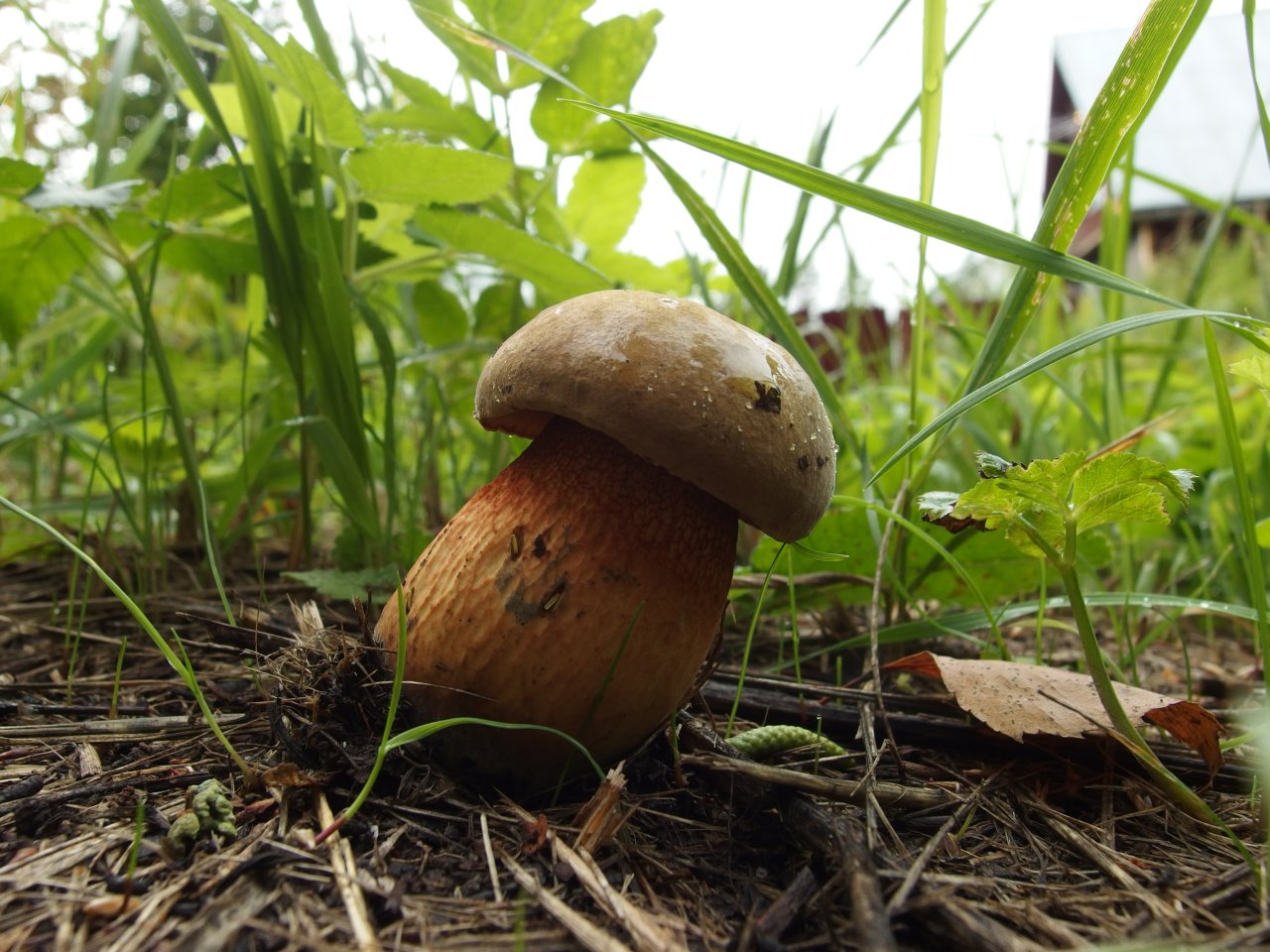 Boletus luridus