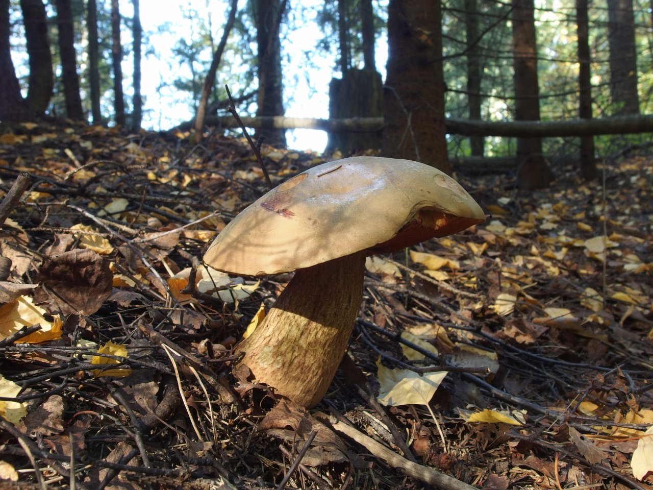 Boletus luridus