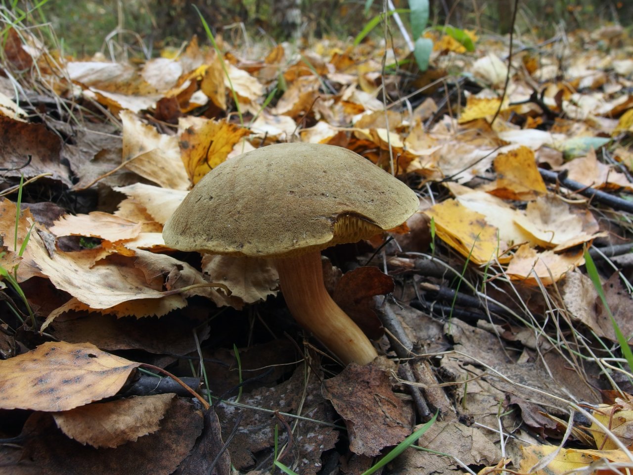 Boletus subtomentosus
