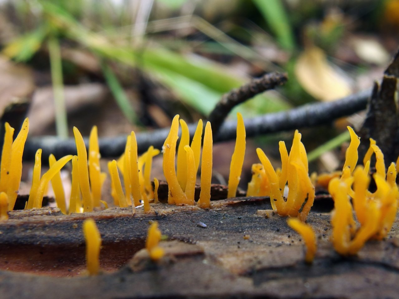 Calocera cornea