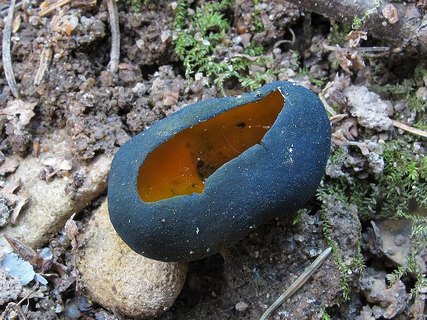 Caloscypha fulgens