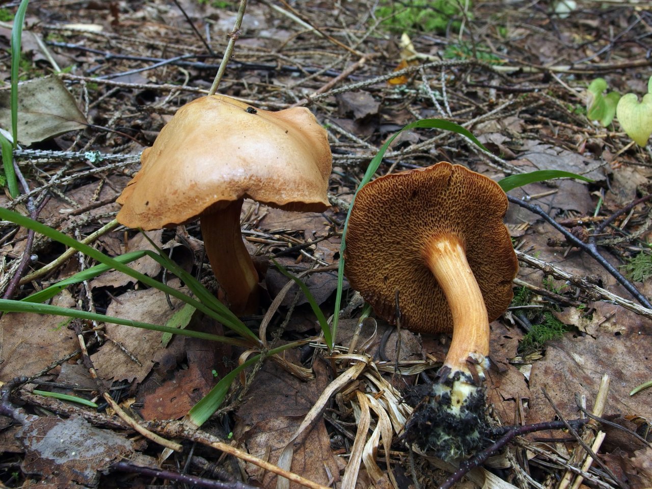 Chalciporus piperatus