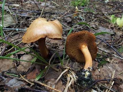 Chalciporus piperatus
