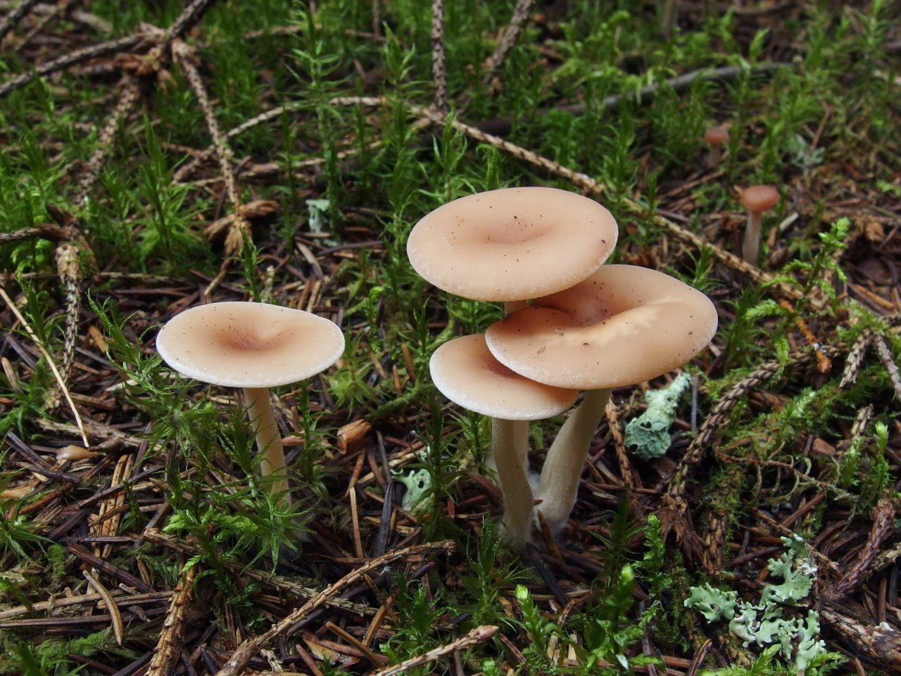Clitocybe diatreta