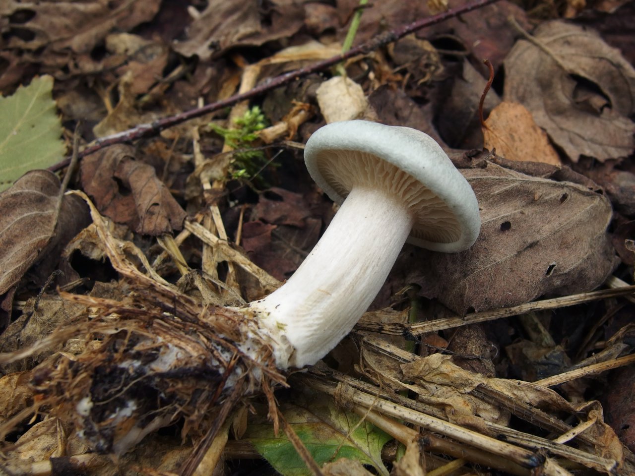 Clitocybe odora