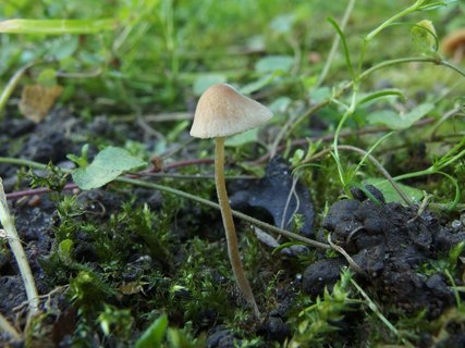 Conocybe tenera