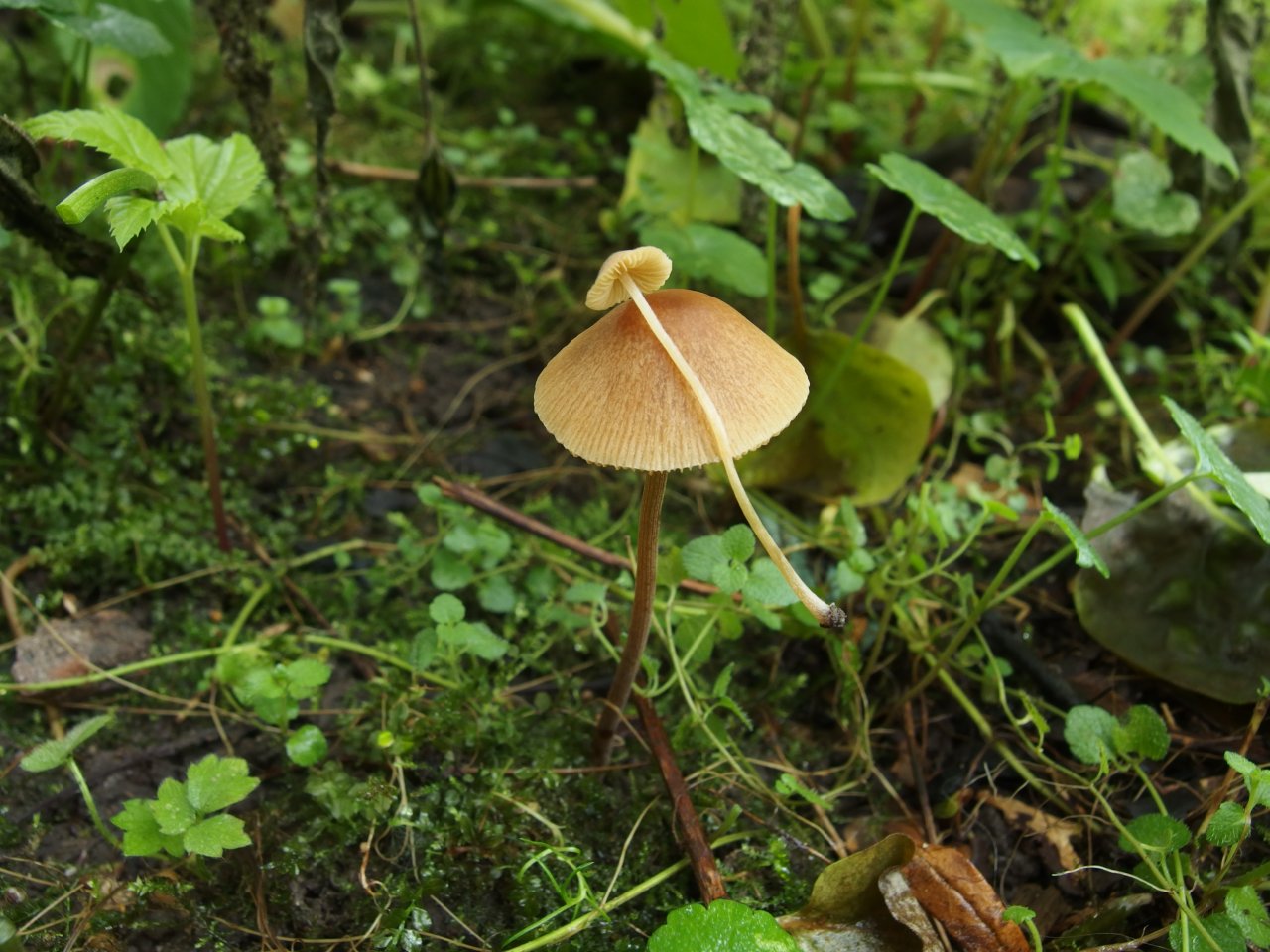 Conocybe tenera