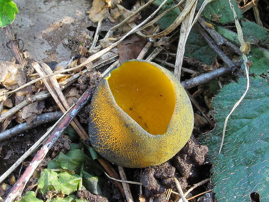 Caloscypha fulgens