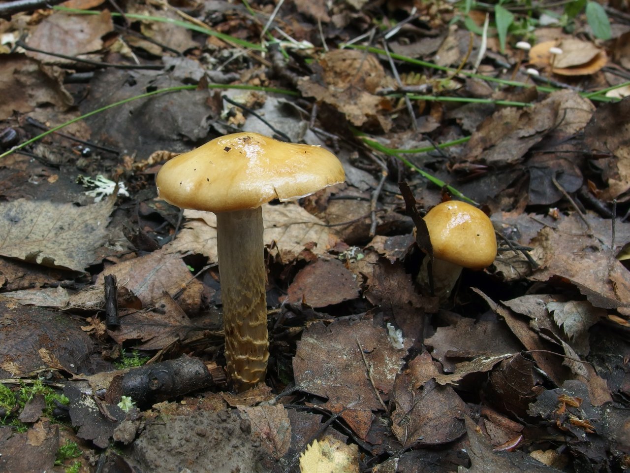 Cortinarius trivialis