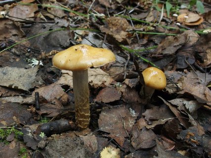 Cortinarius trivialis