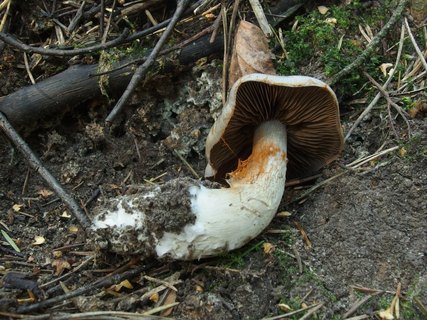 Cortinarius infractus