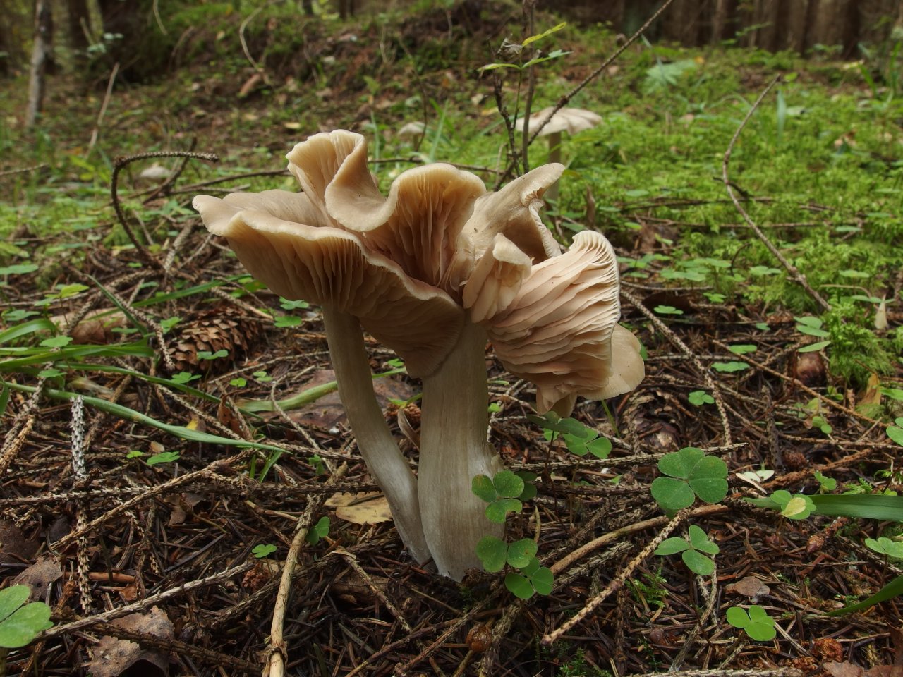 Entoloma sericatum
