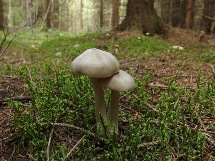 Entoloma sericatum